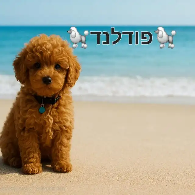 פודלנד