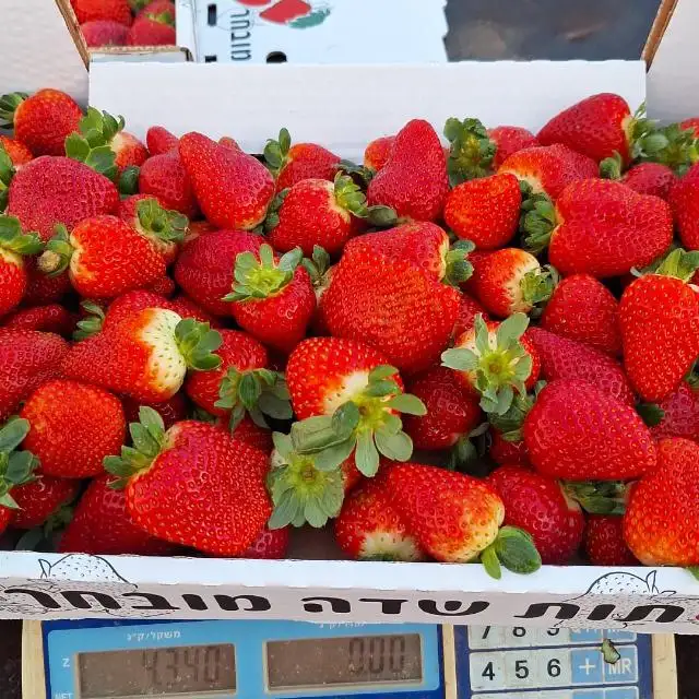קבוצת רכישה בפתח תקווה תותים כחול לבן ישירות מהחקלאי